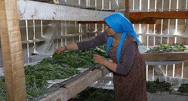 İpek Böcekciliği yetiştiriciliği Ordu'da arttı