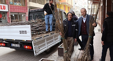 Ordu'da yerli Armut fidanları dikildi