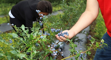 Ordu mavi yemişte iddialı