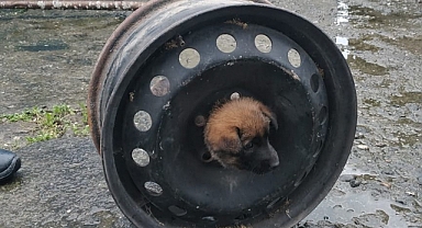 Afacan köpek başını janta sıkıştırdı