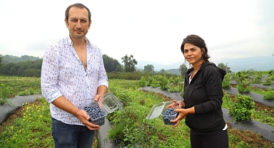 Ordu'da mavi yemiş alanları büyüyor