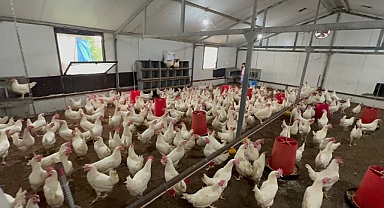 DOKAP Ordu'da yumurta yetiştiriciliği destekliyor