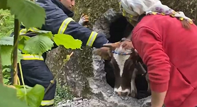 Itfaiyenin inek kurtarma operasyonu