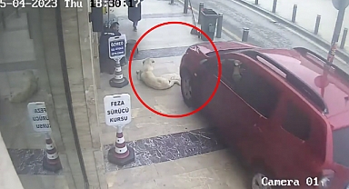 Kaldırımda yatan köpeği hice sayarak aracıyla ezdi
