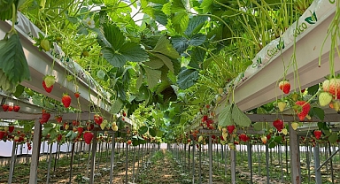 Kırsal Kalkınma Yatırımlarının Desteklenmesi Projesi