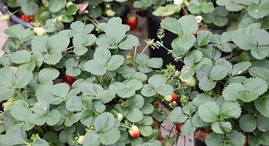 ODÜ'nün çilek zararlısı projesini TÜBİTAK kabul etti