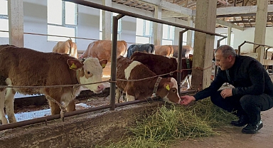 Ordu'da büyükbaş hayvancılığa ilgi artıyor