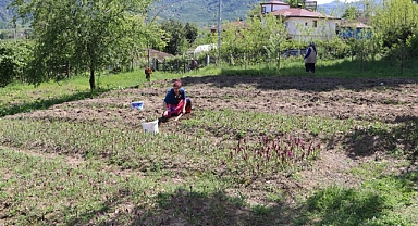 Ordu'da salep hasadı başladı