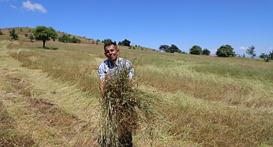 Atıl araziler berekete dönüştü 