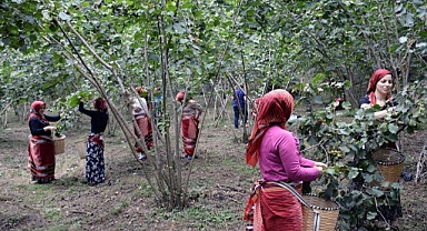 Fındık dalda aklın işçide kalmasın projesi başladı