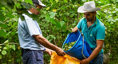 Fındık toplama projesinde işçi rakamı 7 bin 496 kişiye ulaştı