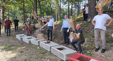 Ordu'da kene avcısı sülünler doğaya salındı