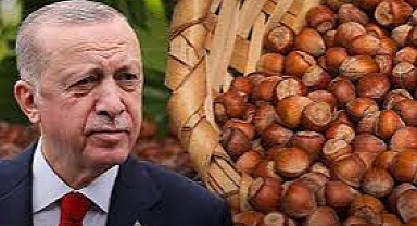Cumhurbaşkanı Erdoğan, Fındık Alım Fiyatlarını Açıkladı: Üreticilere Prim Desteği!
