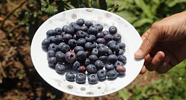 Ordu’daki Mavi Yemiş alanları büyüyor