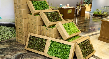 Ordu'da 600 bin ücretsiz fide dağıttı