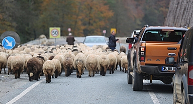 Ordu'da yaylacılar dönüş yolunda