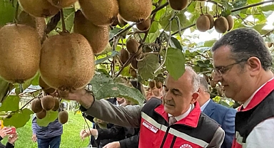 Ordu'da Kivi Hasatı başladı