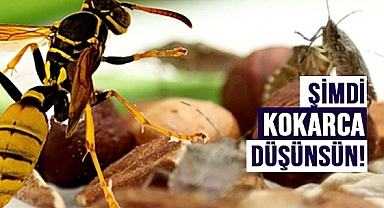 Ordu'da 22 Bin Samuray Arısı doğaya salındı