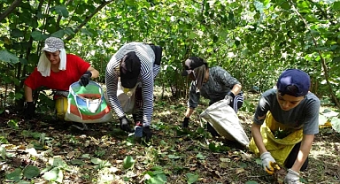 Fındık üreticileri geri sayıma geçti! Hasada sadece günler kaldı