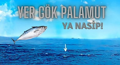 Ordu'da 1 Eylül'den sonra Palamut bolluğu yaşanacak.