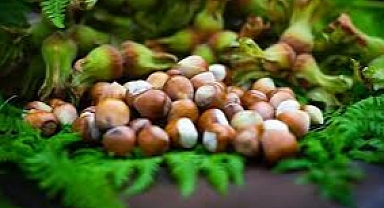 Türkiye'nin 2024 fındık rekolte tahmini açıklandı