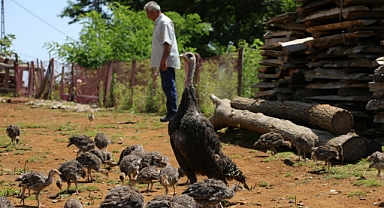 Hindi yetiştiriciliği gelir kapısı oldu