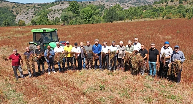 Mesudiye'de Karabuğday hasadına başlandı