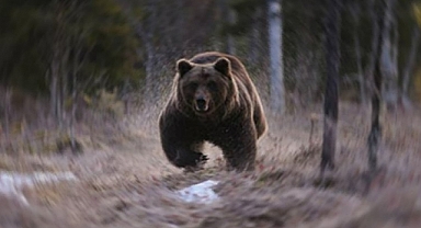 Ordu'da Ayı dehşeti: Ahıra girip danayı alıp götürdü!