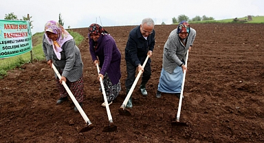 Akkuş Şeker Fasulyesi Türkiye'nin gözdesi oldu!