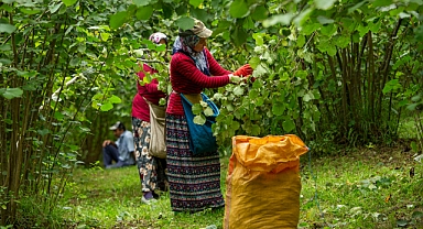 Ordu Fındık Üreticisi