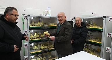 Ordu'da kaz yetiştiriciliği artıyor