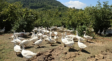 Ordu'da 