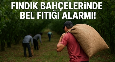 Fındık Bahçelerinde Bel Fıtığı Alarmı!