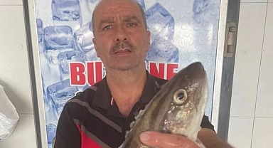 Ordu Perşembe’de Avlanan 1 Kiloluk Dev Mezgit Şaşkınlık Yarattı