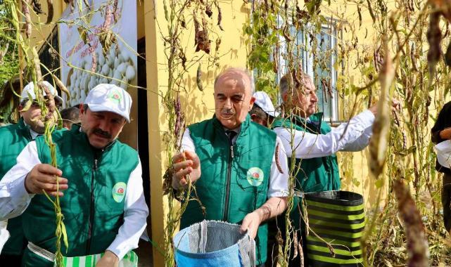Akkuş'ta Coğrafi İşaretli Şeker Fasulyesinde 5. hasat sevinci