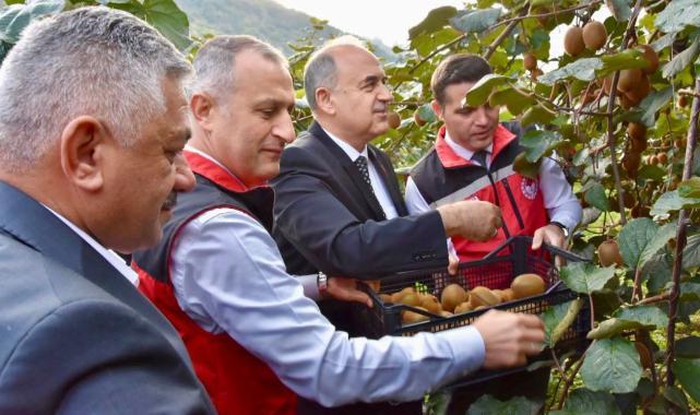Ordu’da Kivi bereketi: Gülyalı’da hasat sevinci başladı