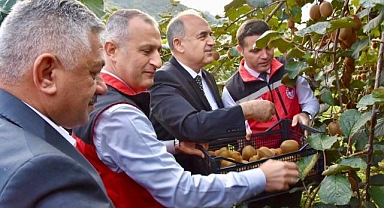 Ordu’da Kivi bereketi: Gülyalı’da hasat sevinci başladı