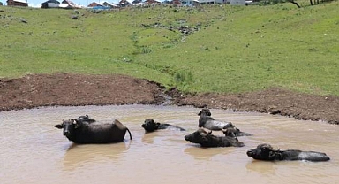 Ordu’da manda yetiştiriciliğine büyük destek!