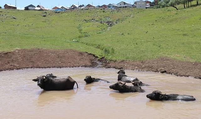 Ordu’da manda yetiştiriciliğine büyük destek!