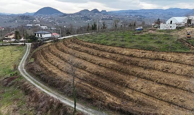 Fındıkta yeni teknikler