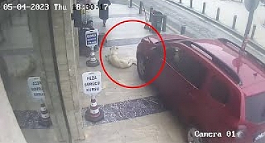 Kaldırımda yatan köpeği ezdi...